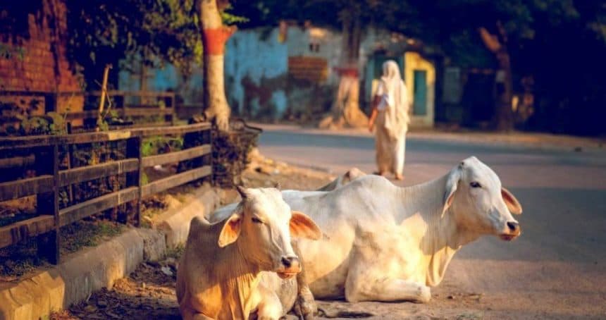 Cow Protection & Service